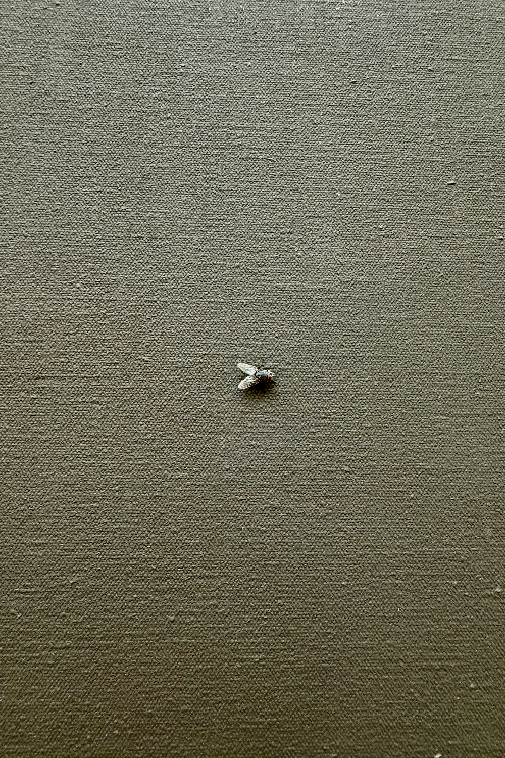 Mark Rothko Painting, No. 6(?) with a small fly on it, zoomed in close