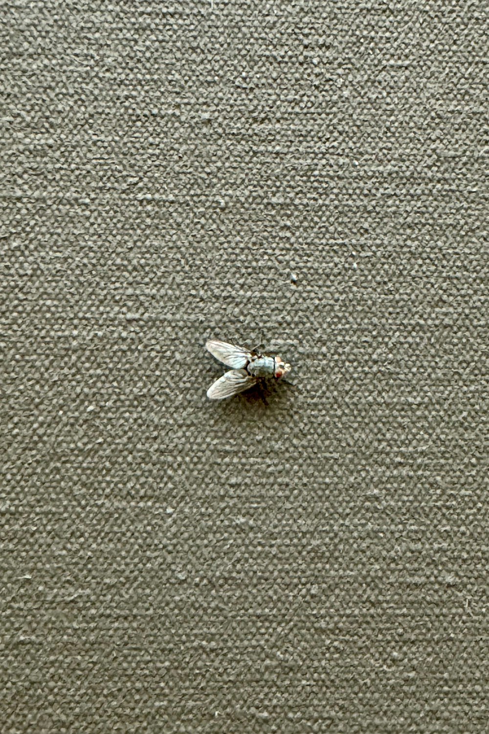 Mark Rothko Painting, No. 6(?) with a small fly on it zoomed in very close